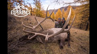 MONGOLIA: Maral Stag Elk / Gobi Ibex / Altai Ibex / 4k with Kaan Karakaya Shikar Safaris