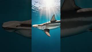 Hammerhead Shark — Mystery of the Deep 🌊 #shark #megaquarium #ocean #bigfish #nature