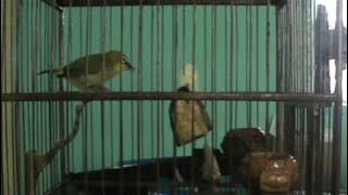 Pleci Ngerol   Ngalas Mantap KEREN ABIS