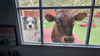 When your dog brings home new friends 🙈🤣Funniest Dog Ever! by Cute Pets TV 26,832 views 7 days ago 10 minutes, 41 seconds