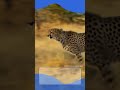The Comeback Cub of India | #youtubeshorts #viral #cheetah #wildlife