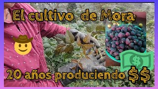 Curso completo del cultivo de "La Mora de Castilla" produce entre 1200 y 3500 mts sobre el nivel del