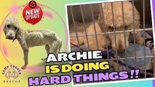 Archie update! #saveadogchangetheworld #campcockerarchie#rescuedogs