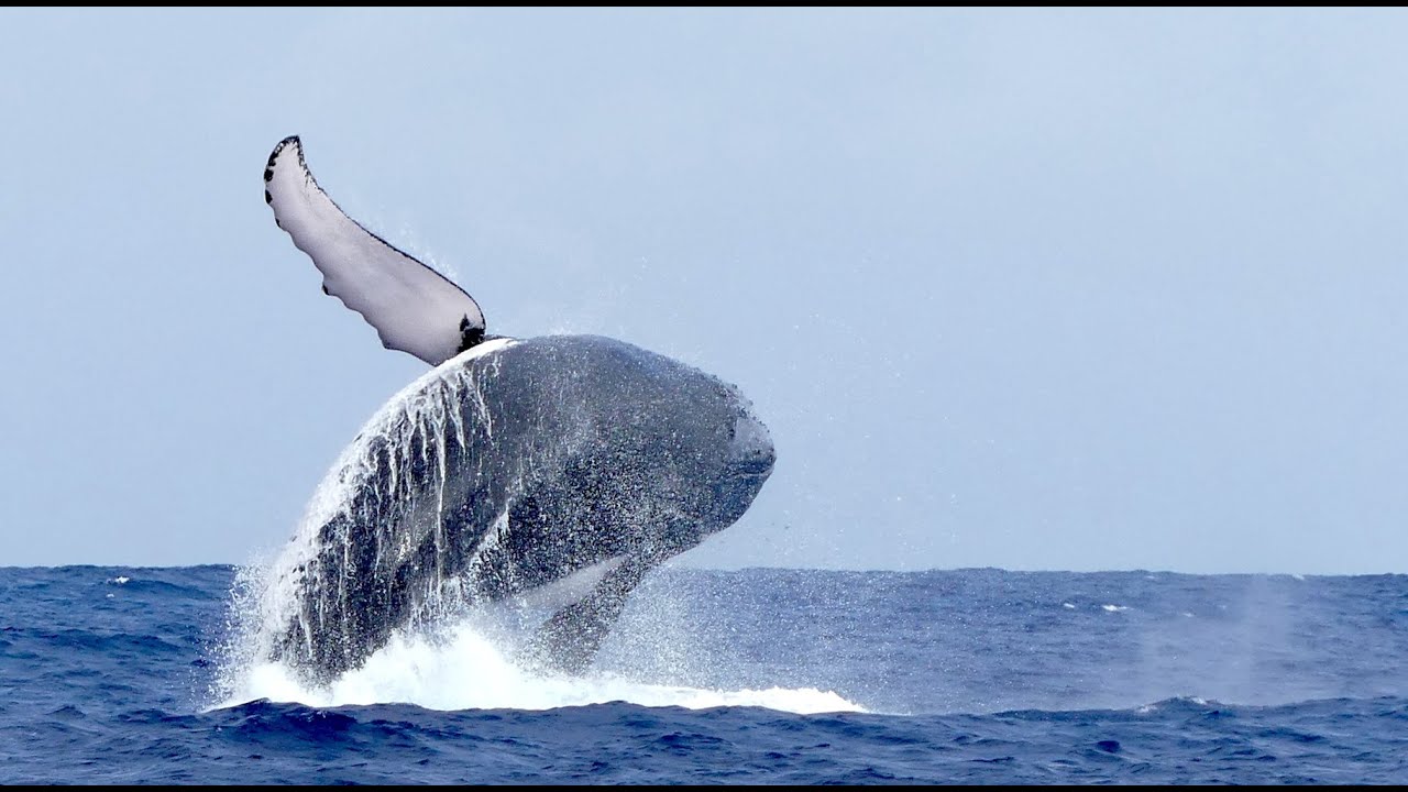 🇷🇪2024 08 28 AU 16 09 2024 VACANCES à la REUNION🇷🇪