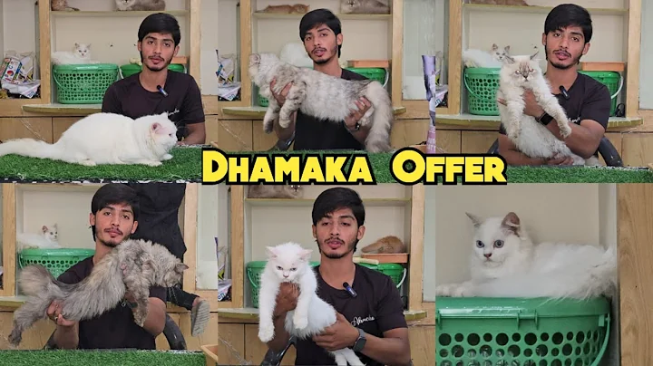 Video 10884731: persian cattery, persian kitten, persian cat, pet farms