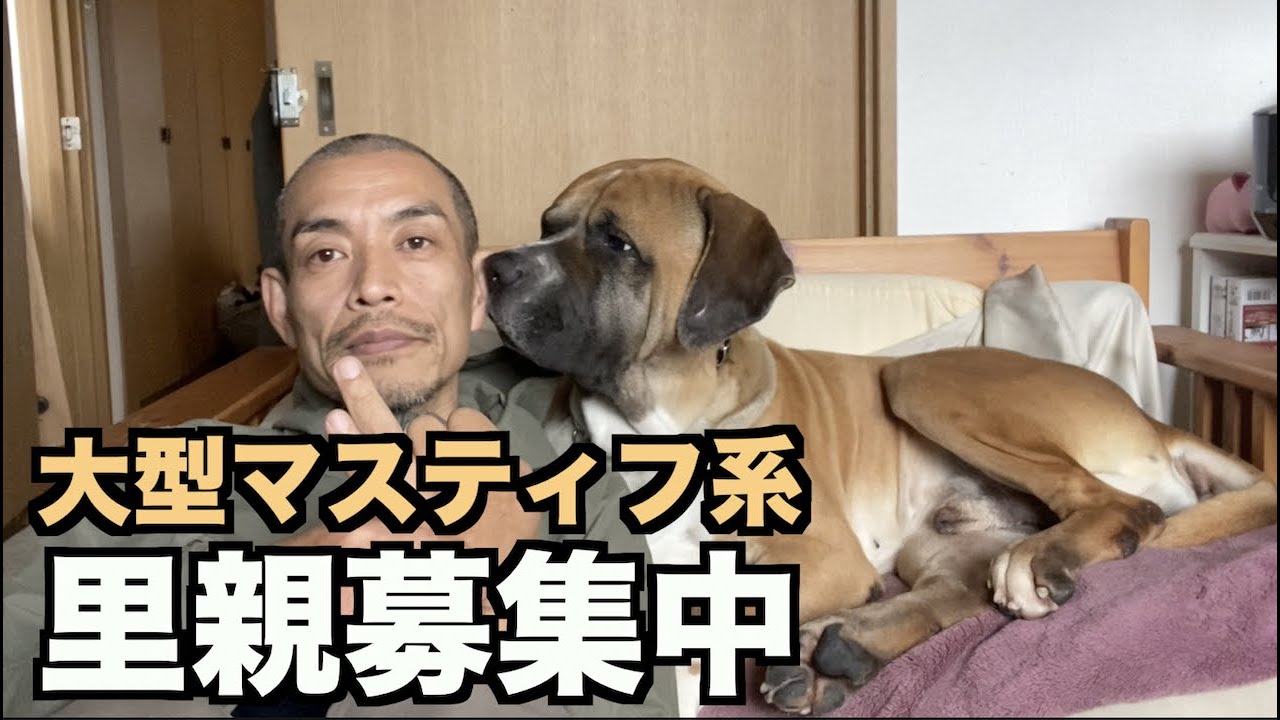 大型保護犬 ロイ里親募集します Youtube