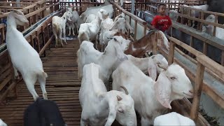 Harga Kambing Sapera Terbaru | Soembing Farm Wonosobo