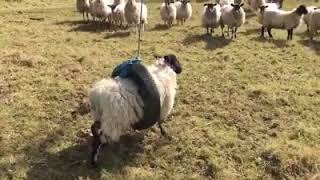sheep gets stuck in a swing !