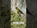 Lesser Goldfinch?