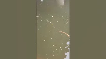 Cách Câu cá suối #daohungvlog #fishing #cauca #wedding #caucasuoi #shorts