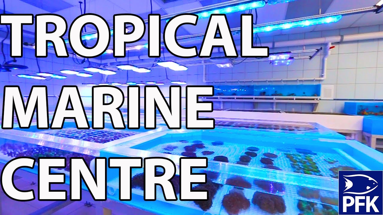 VISITING TROPICAL MARINE CENTRE