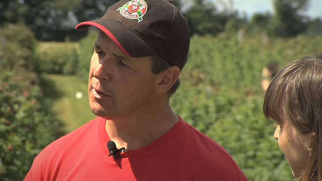 De la terre à la table : Framboise