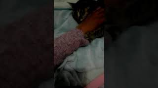 Minha Cat Gata A Brincar Comigo