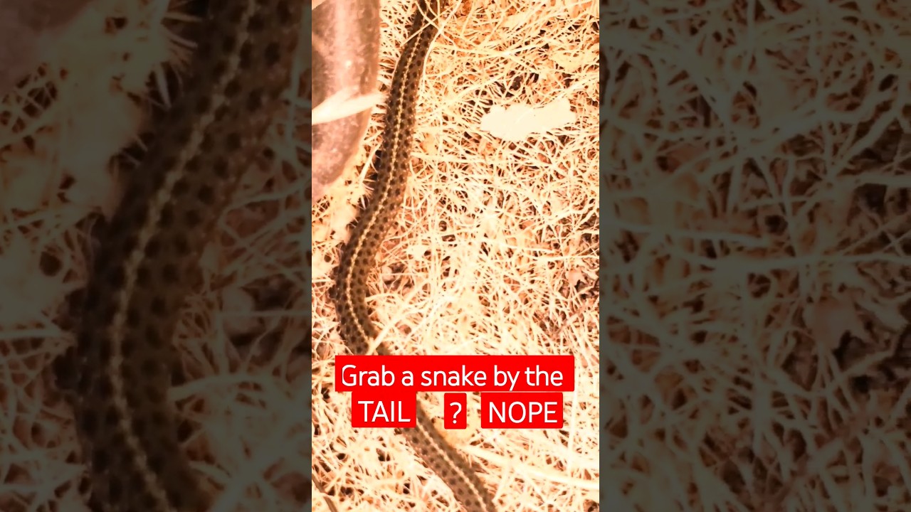 Western terrestrial garter  snake in Salem  Oregon  9-9-23 # snakes # nature