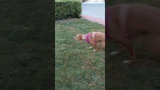 run like the wind 🦮🌬️🌪️