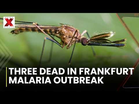 Video Third Person Dies In Rare Malaria Outbreak Linked To Frankfurt Airport | NewsX World