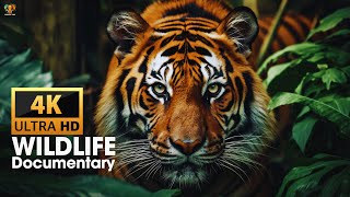 4K WILDLIFE DOCUMENTARY - NATURE RELAXATION FILMS 4K