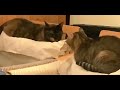 お兄ちゃんストーカー妹猫