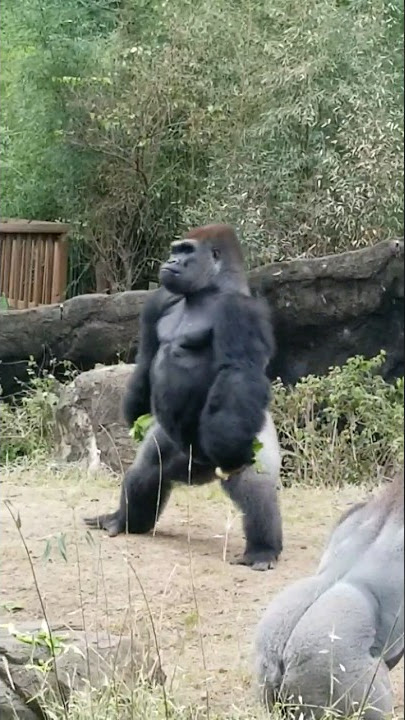 I'm walking here. #gorilla #ape #shorts