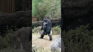 I'm walking here. #gorilla #ape #shorts