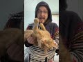 Orange cats are the BEST cats