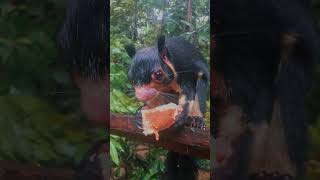 Adorable Squirrel Enjoys Yummy Cake ?️?  Grizzled_giant _squirrel ?✨  squirrel anime  lena 5