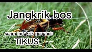 jangkrik bos 🤪suara jangkrik pengusir tikus🐀