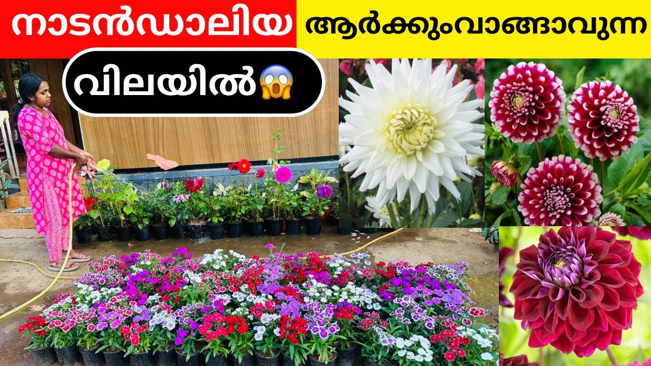 ഡാലിയ പ്രേമികൾക്ക് സന്തോഷവാർത്ത 🌼💃 Order Soon ❗️Nadan Dahlia Sale Wayanadan Touch Garden