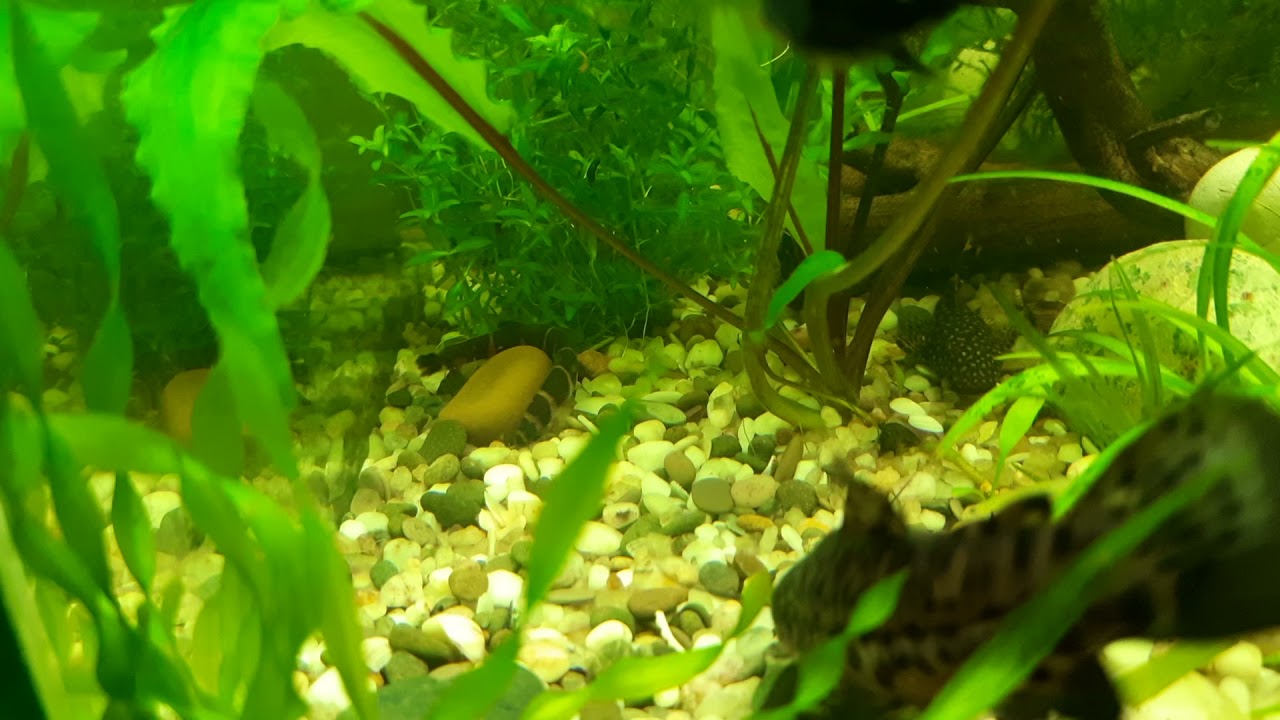 Акантофтальмус - YouTube