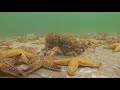 Spider Crabs V North Pacific Starfish