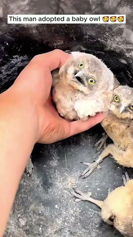 This man adopted a baby owl #shorts