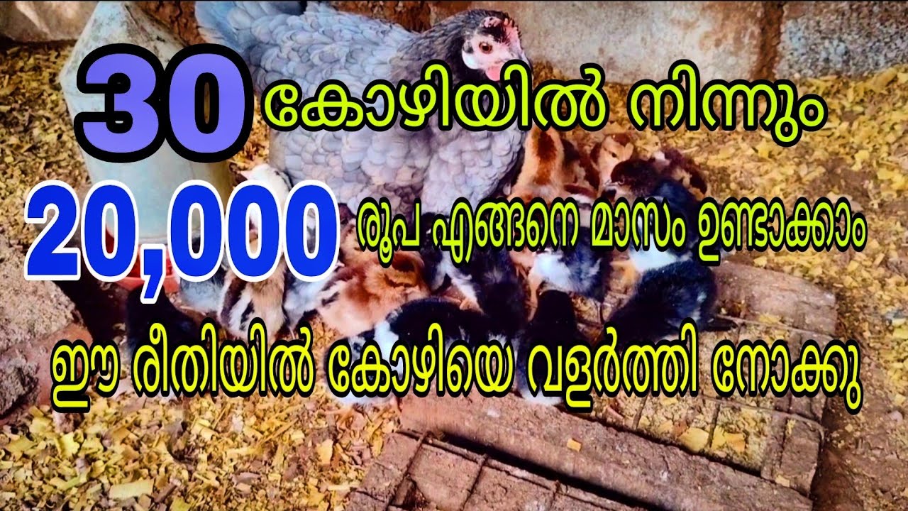30 നാടൻ കോഴി ഉണ്ടെങ്കിൽ ഒരു കുടുംബത്തിന് ജീവിക്കാൻ പറ്റുമോ? 🐔🐔🐔