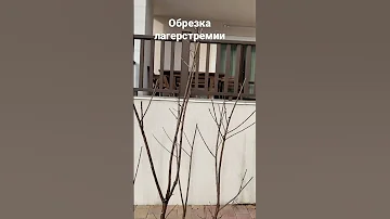 Обрезка лагерстремии.