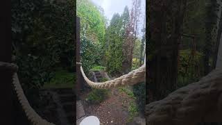 Spring birds singing in the rain