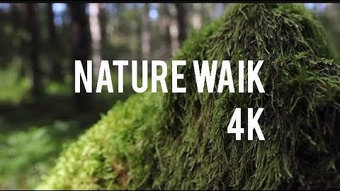 Wonders of Nature, Nature in 4K, Jungle in 4K, 4k video