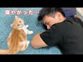 【ルーティン】ご主人に構ってほしすぎる子猫の日常(マンチカン)