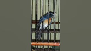 Tledekan Ranting / Sikatan ranting  Gacor Nyeklek