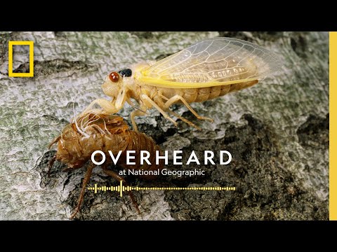 How Cicadas Become Flying Saltshakers of Death | Podcast | Overheard at National Geographic