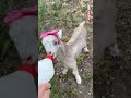 Pembe tacıyla sabah sütünü içti...
