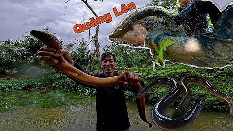 Bắt LƯƠN khủng ngày mưa to | Gấc Quê