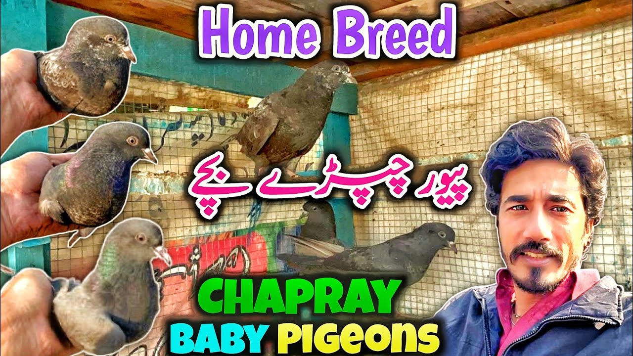 Chapray BabyPigeon | Pigeon Flying | #highflyingpigeonclub #pigeon #pigeonflying #kabootar #kabutar