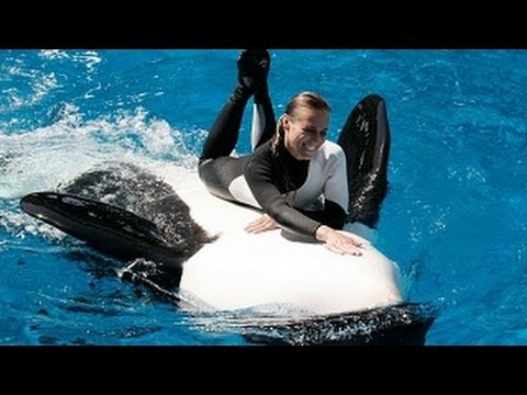 SeaWorld's Old Shamu "Believe" Show With Trainers ...