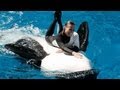 Seaworlds old shamu believe show with trainers in the water