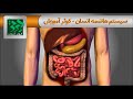 سیستم هاضمه انسان سه بعدی کوثر آموزش