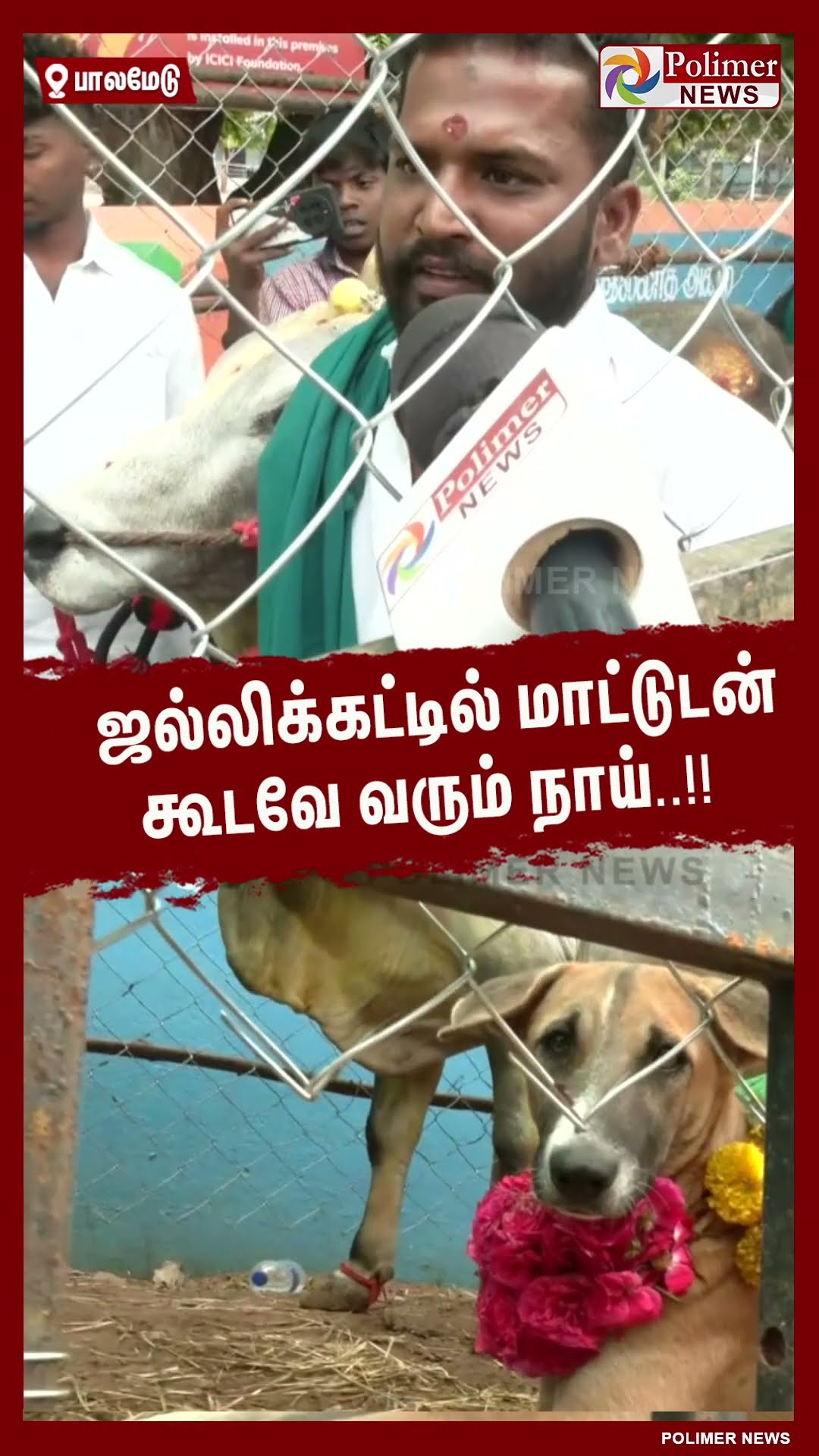 ஜல்லிக்கட்டில் மாட்டுடன் கூடவே வரும் நாய்..!!  #shorts | #palamedujallikattu