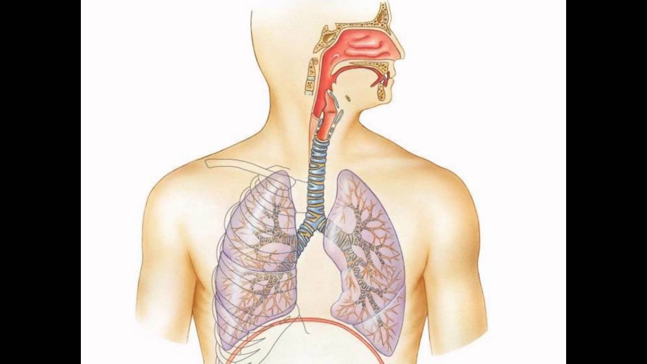 Дем п. Дыхательные пути человека схема. Легочная система человека анатомия. Строение дыхательной системы. Дыхательная система анатомия.