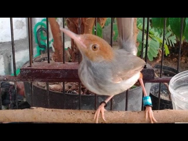 Suara Burung Prenjak Kepala Merah Jantan Gacor Nembak Volume Lantang & JERNIH Ampuh Sebagai PIKAT class=