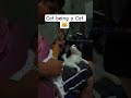 #cat being a #cats #reelsfypシ #catshorts