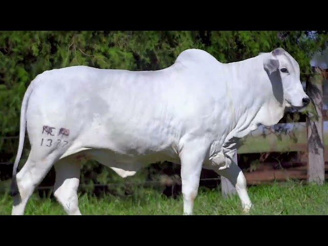 Lote 32   Leilão Nelore CEN & Fazenda Modelo