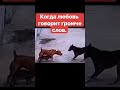 Когда любовь говорит громче слов.